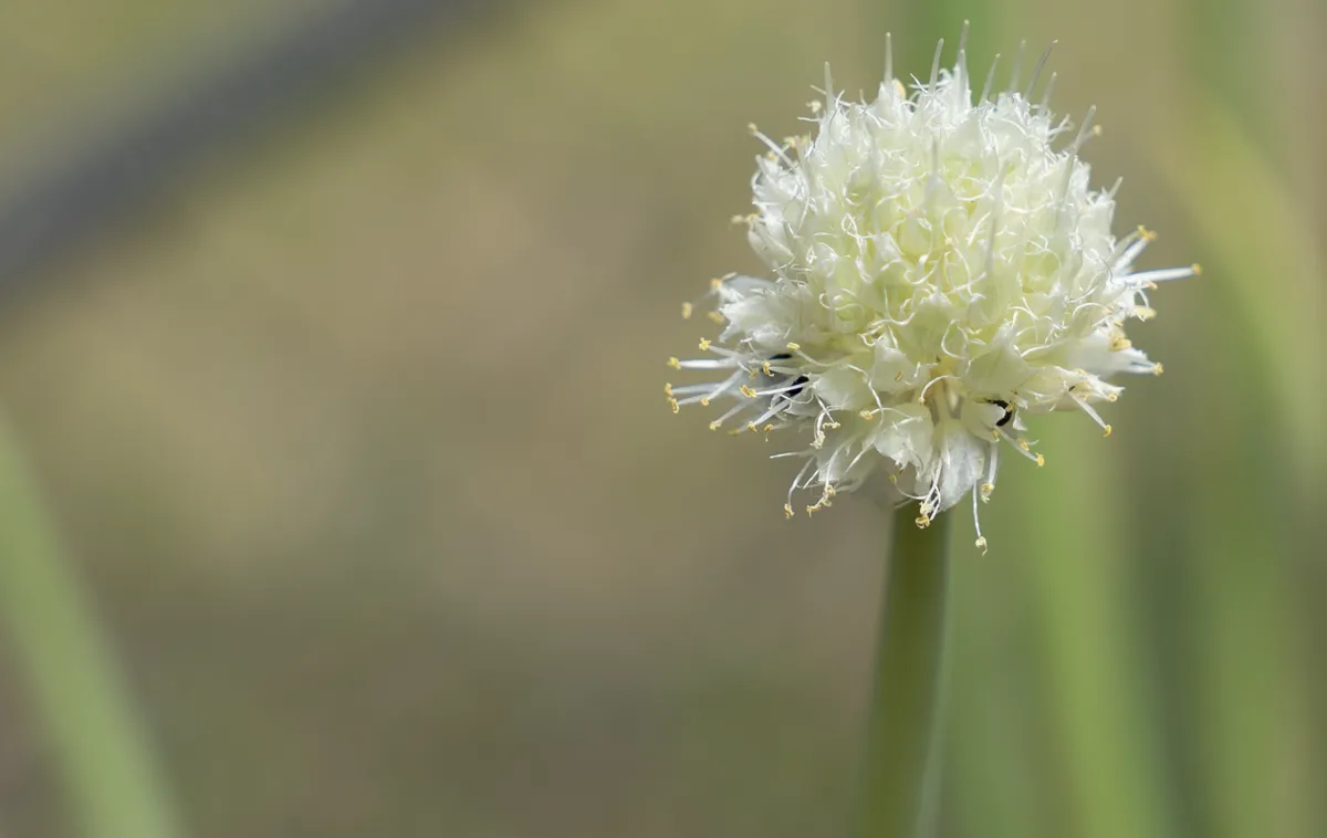 Nature — Fleurs, photographe à Toulouse